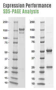 SDS Page analysis of expressed antibody
